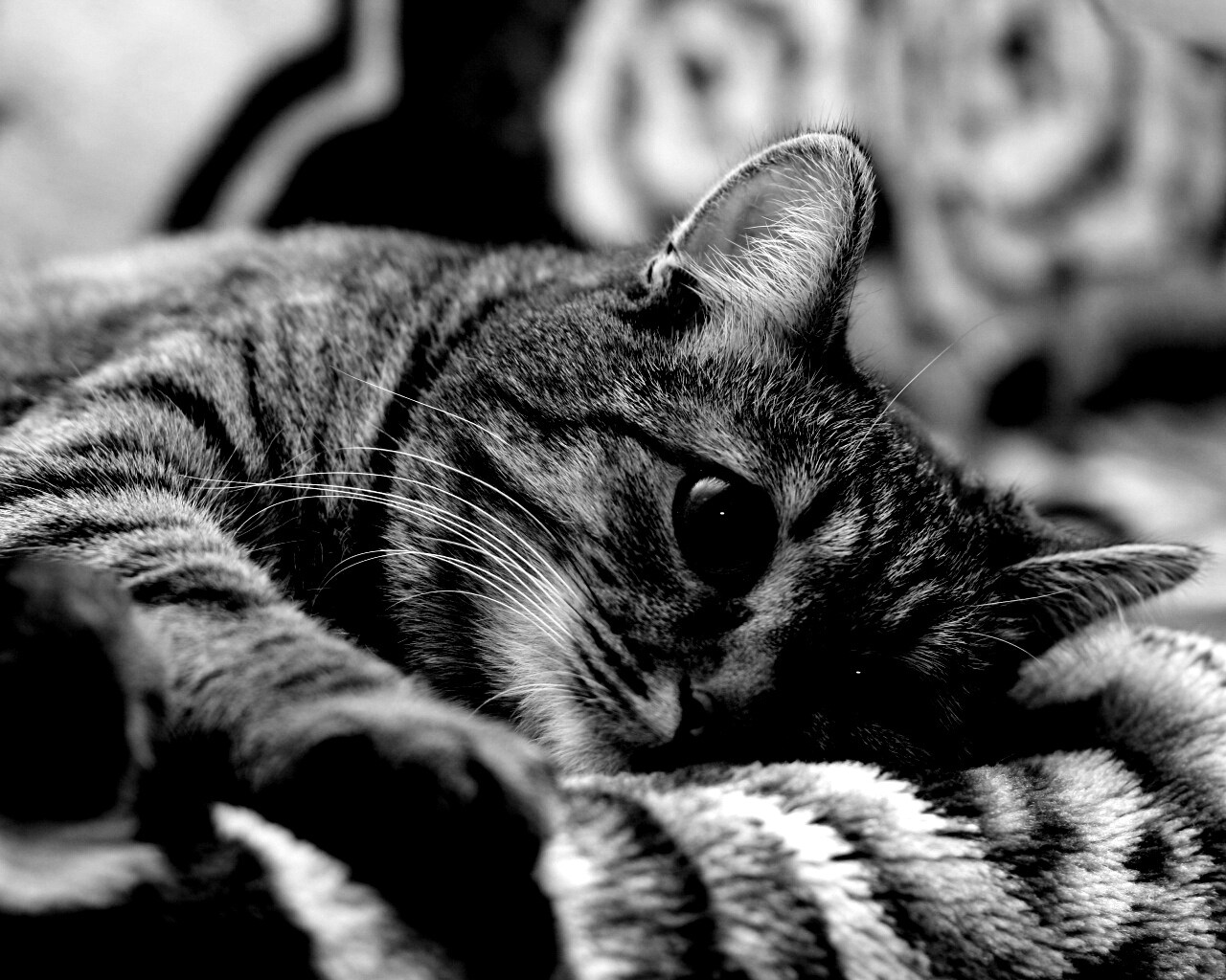 Полосатая кошка обои