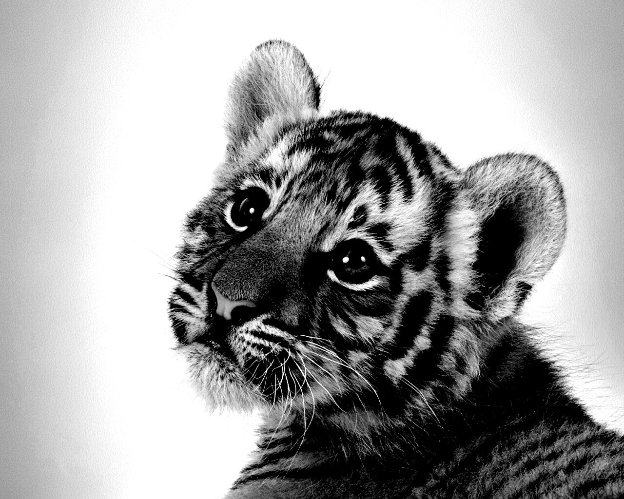 Тигрёнок с грустным взглядом обои