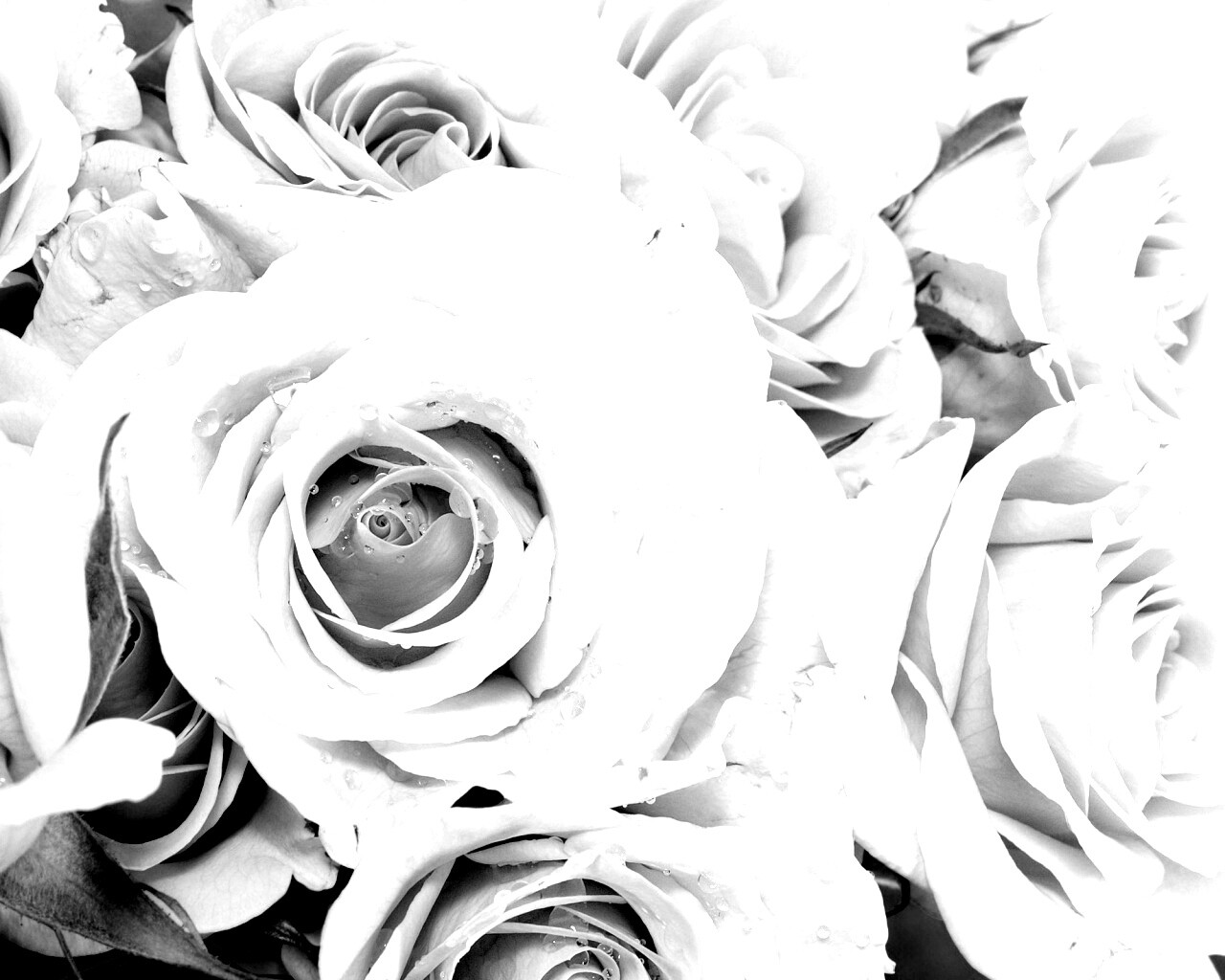 Букет розовых роз обои