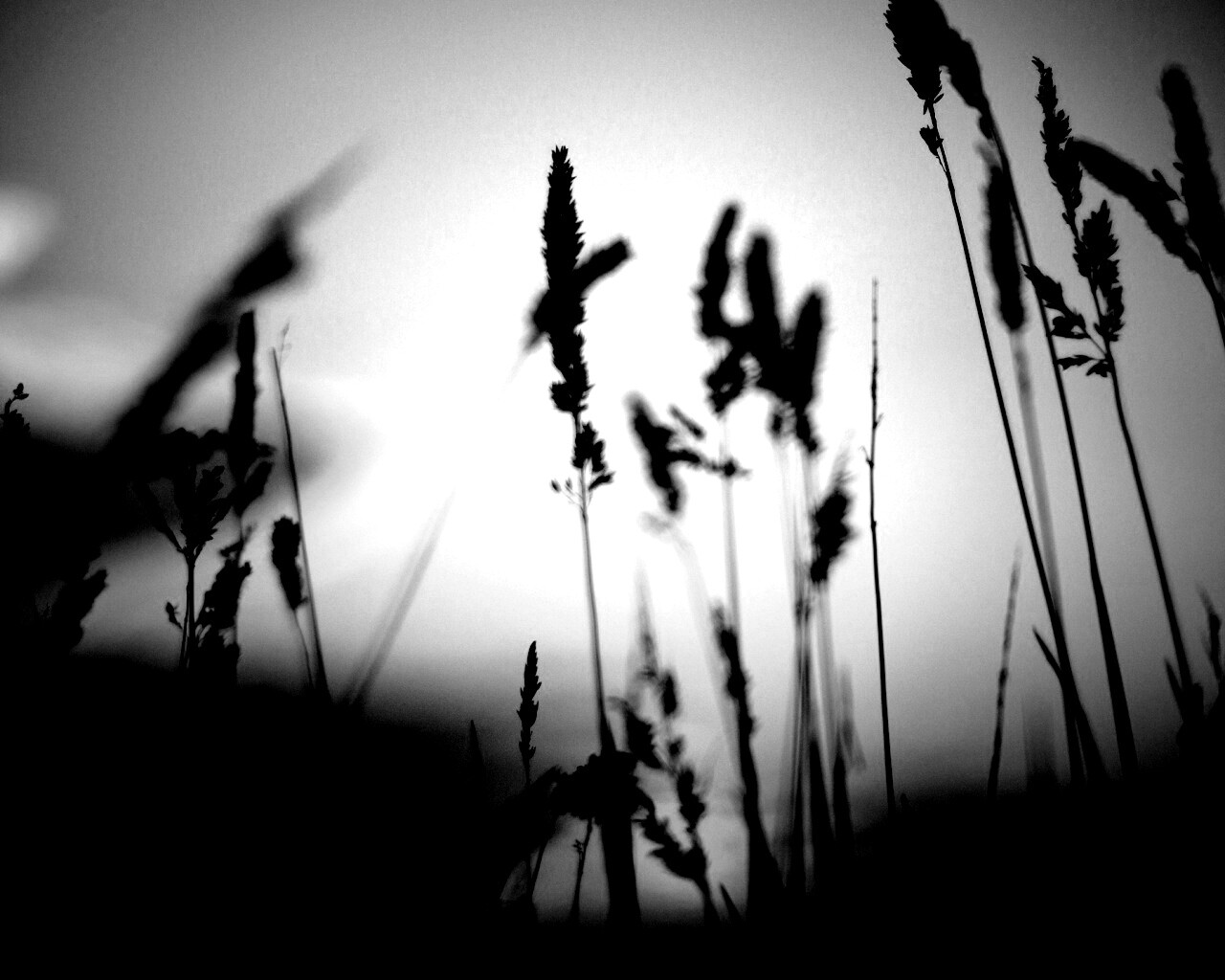 Дыхание природы обои