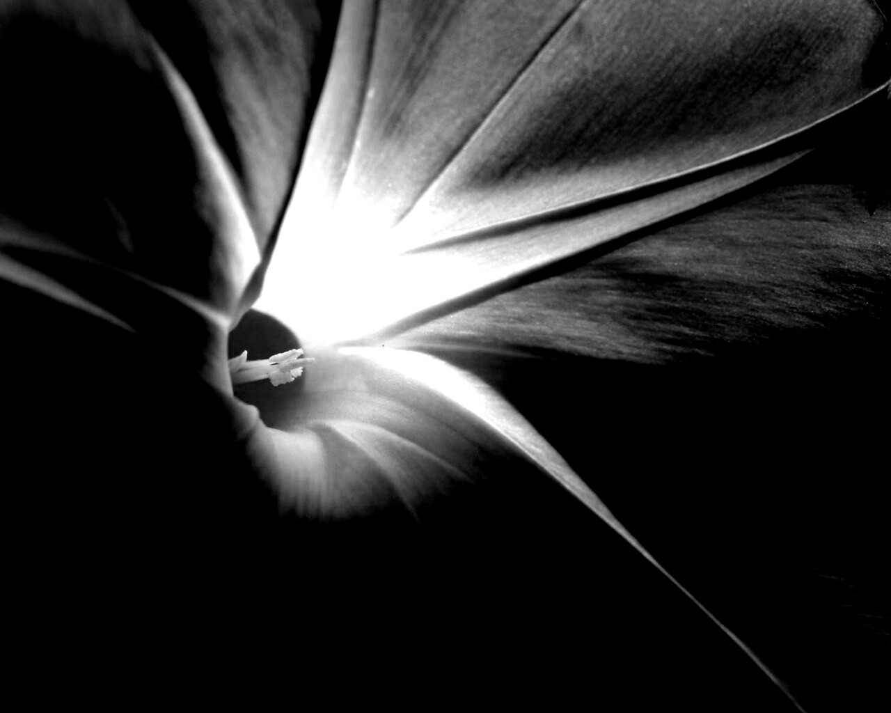 Нежный голубой цветок обои