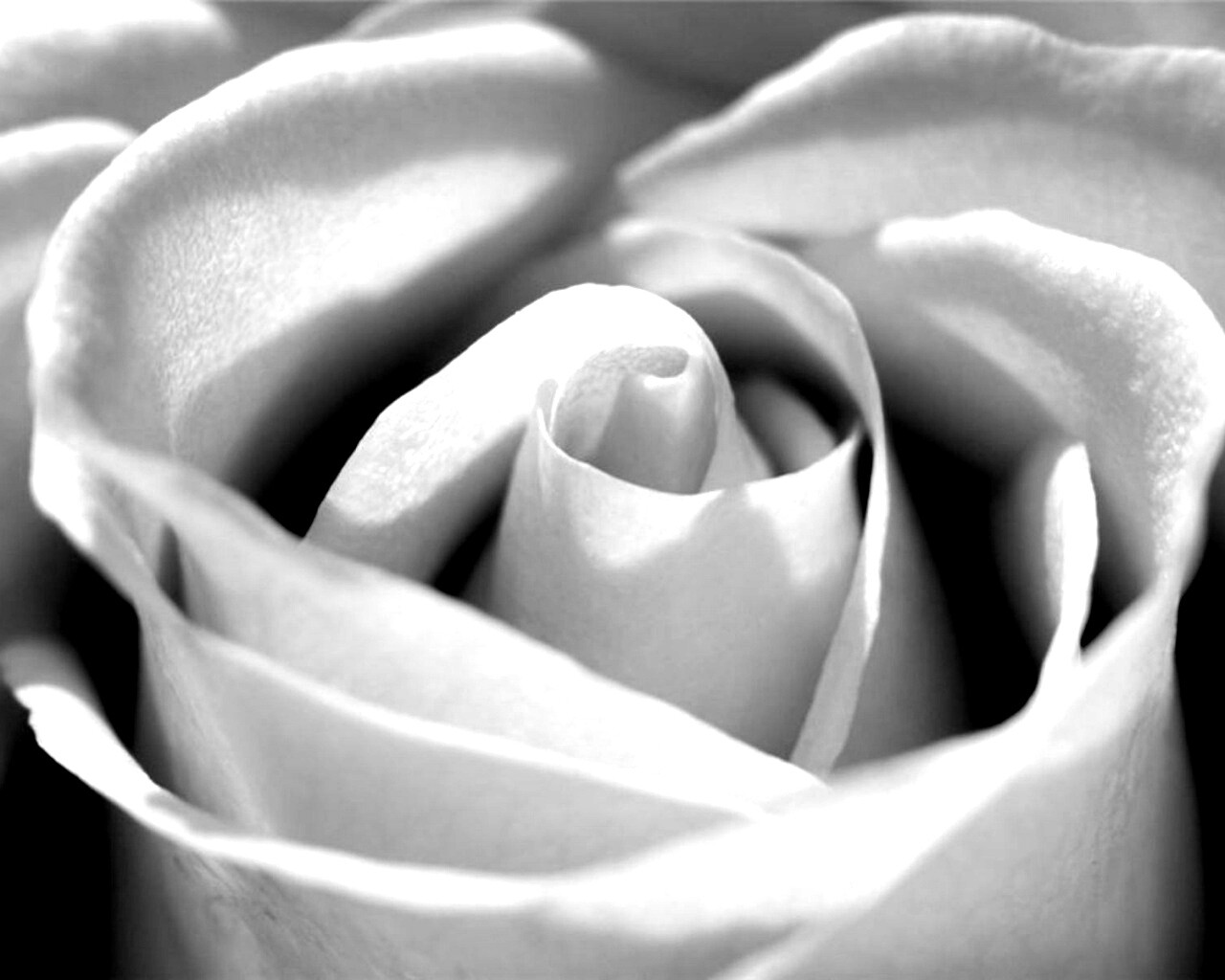 Фиолетовая роза макро обои