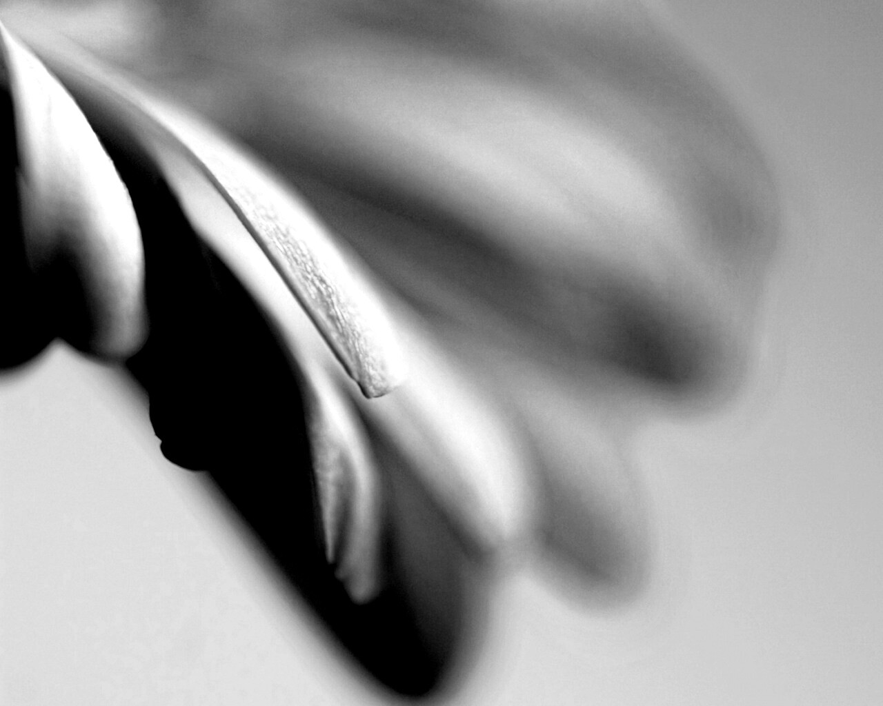 Лепестки цветка в макро обои