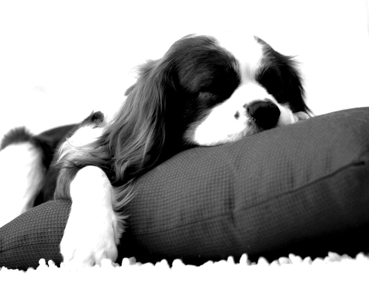 Спящий щенок на красной подушке обои