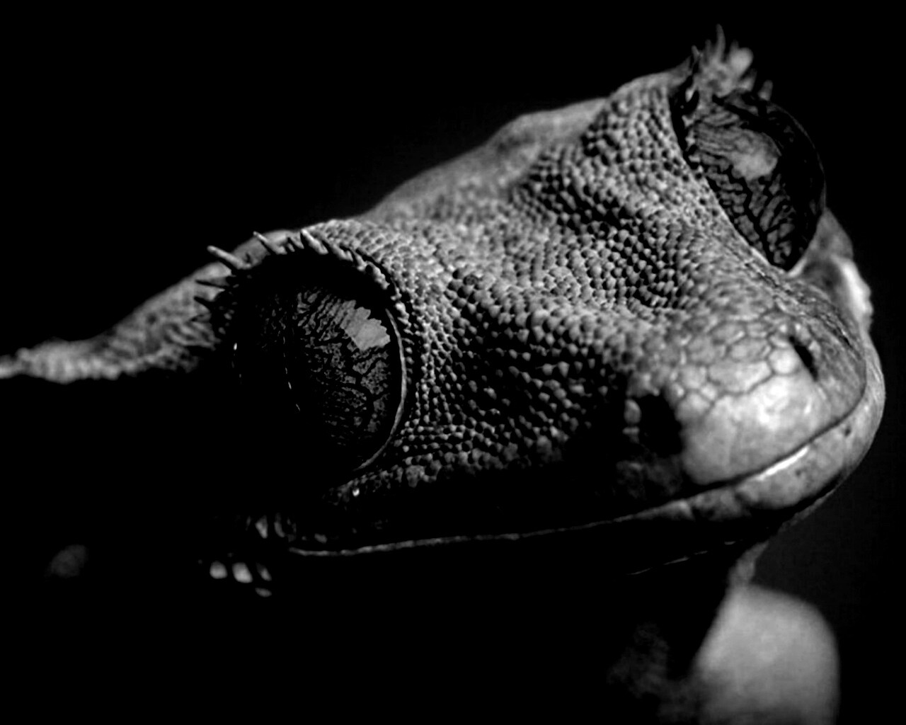 Ящерка обои