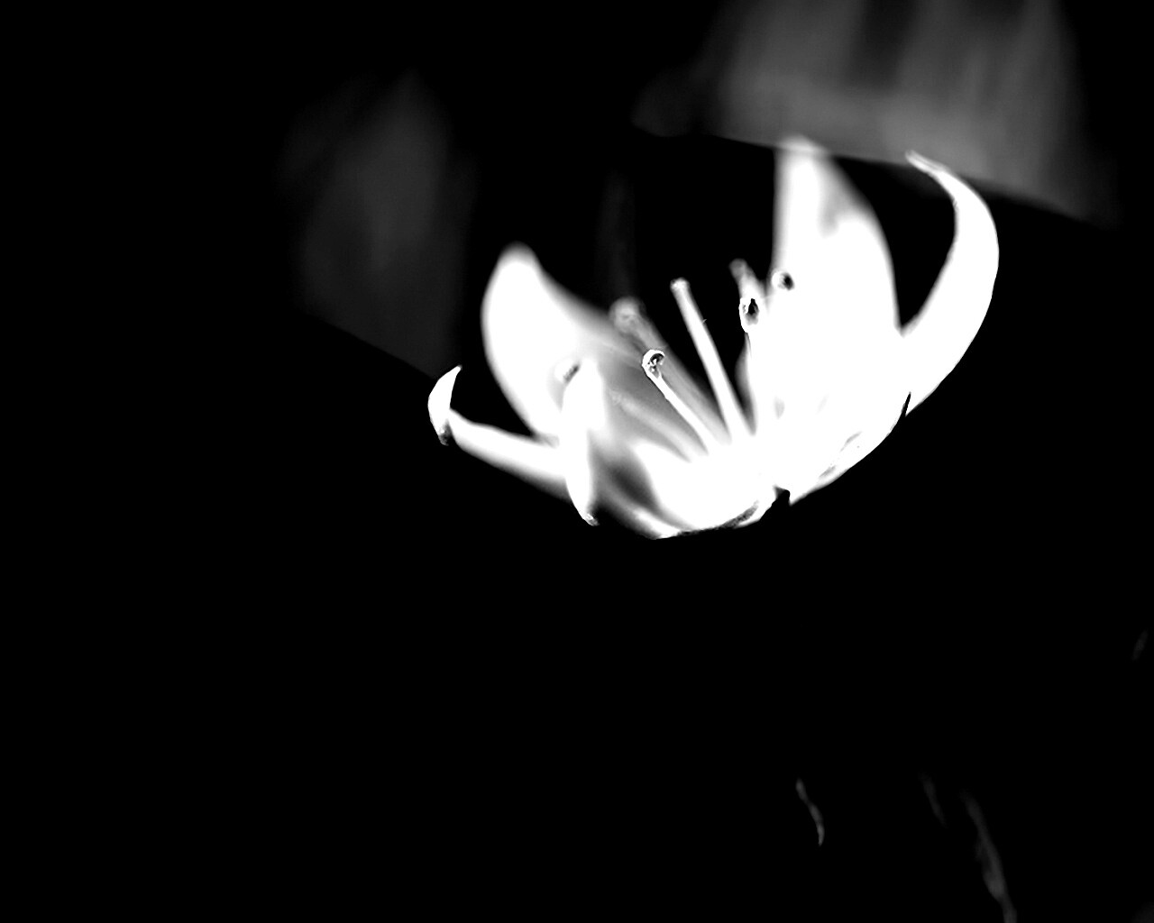 Белый цветок обои