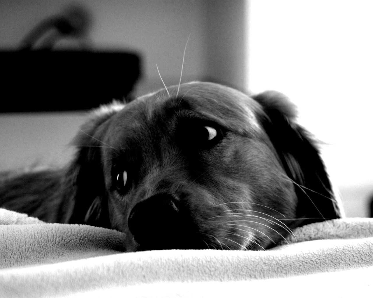 Лабрадор-ретривер обои