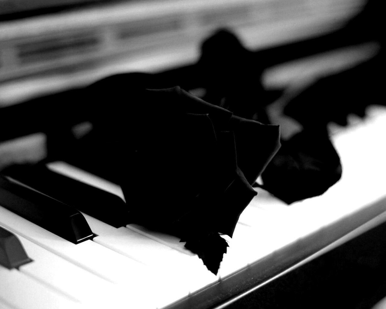 Роза на клавишах пианино обои