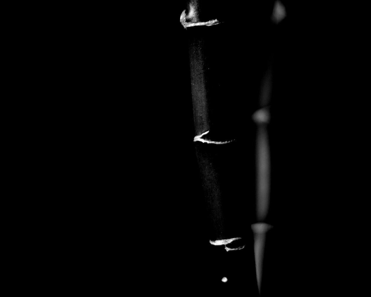 Макро фото стебля бамбука обои