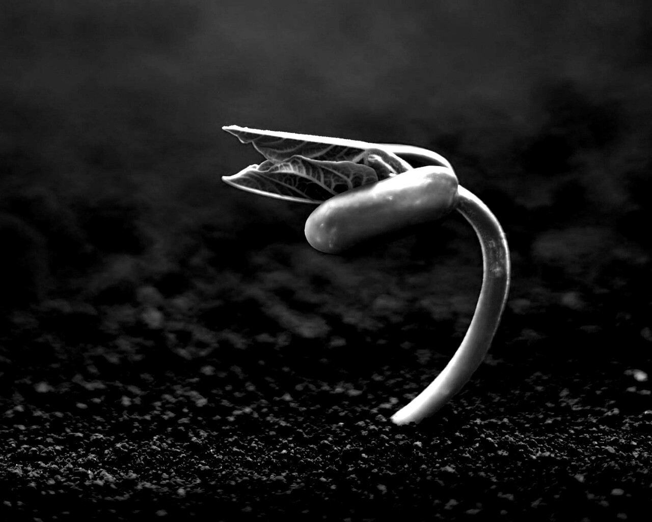 Макро фото зелёного росточка обои