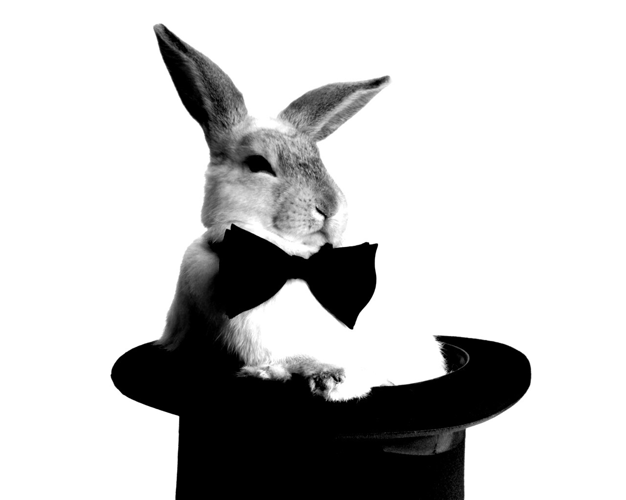 Кролик в цилиндре фокусника обои