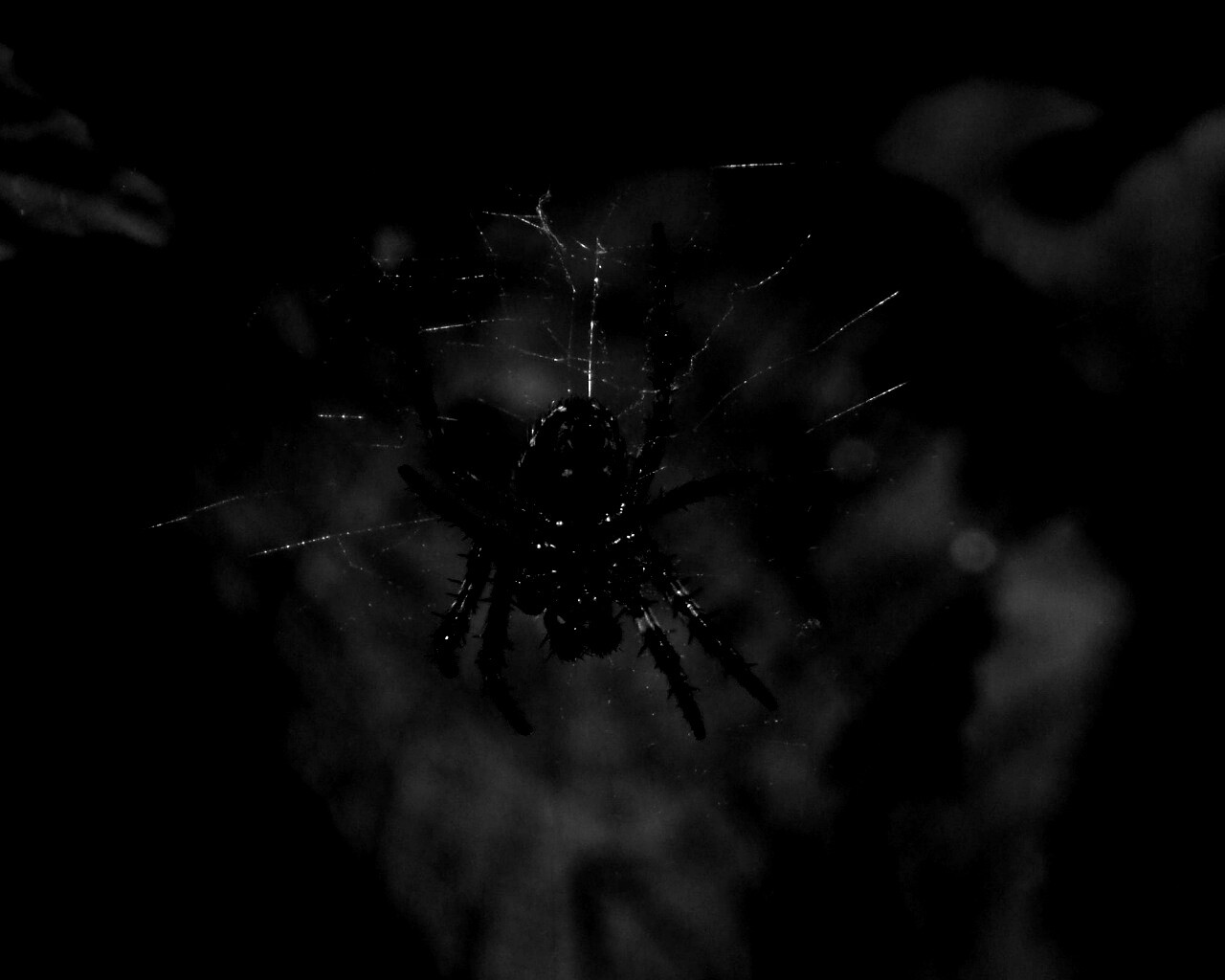 Паук на паутине обои