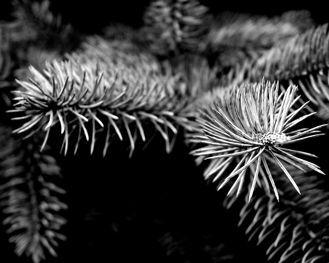 Ветки голубой ели обои