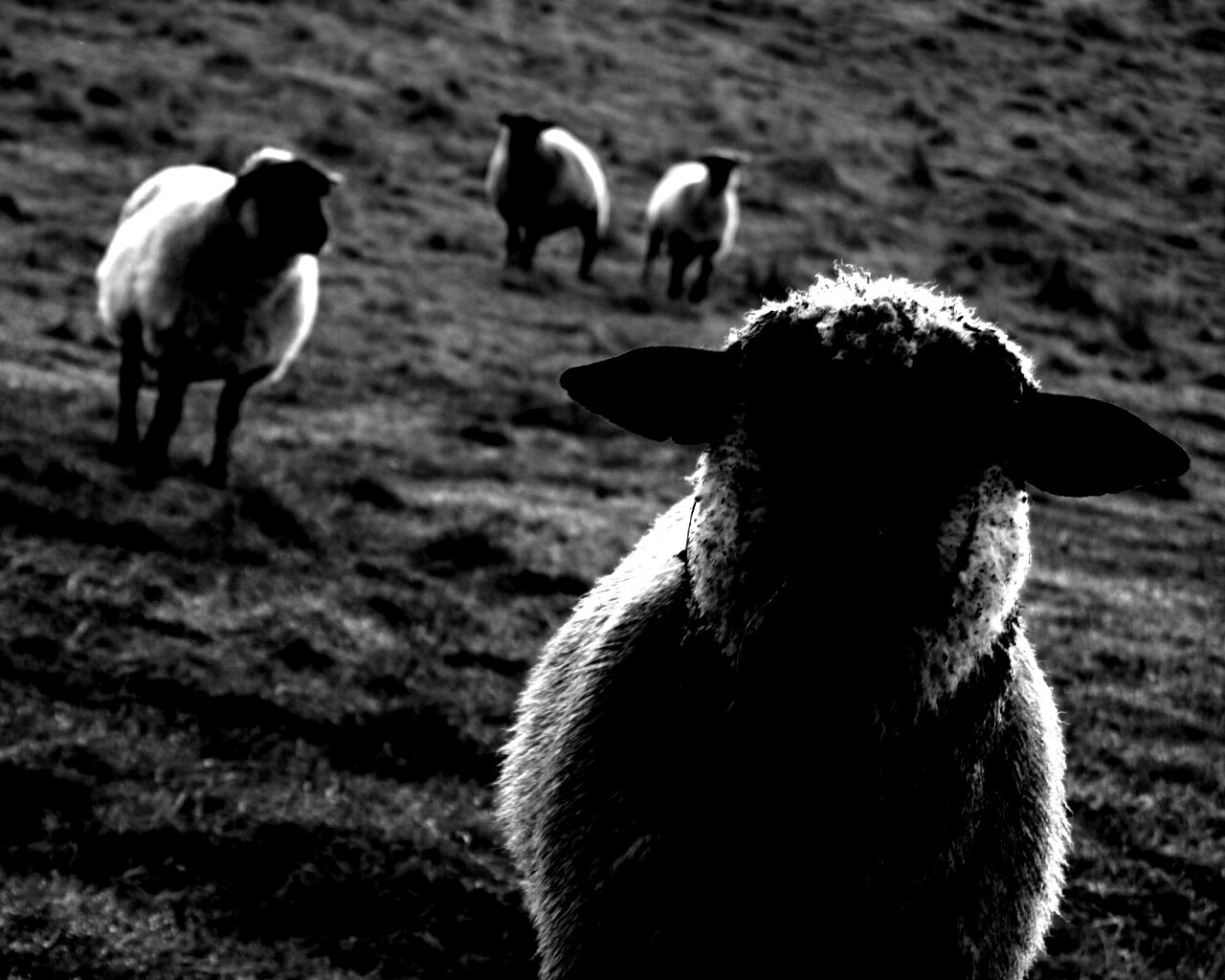 Овцы на пастбище обои