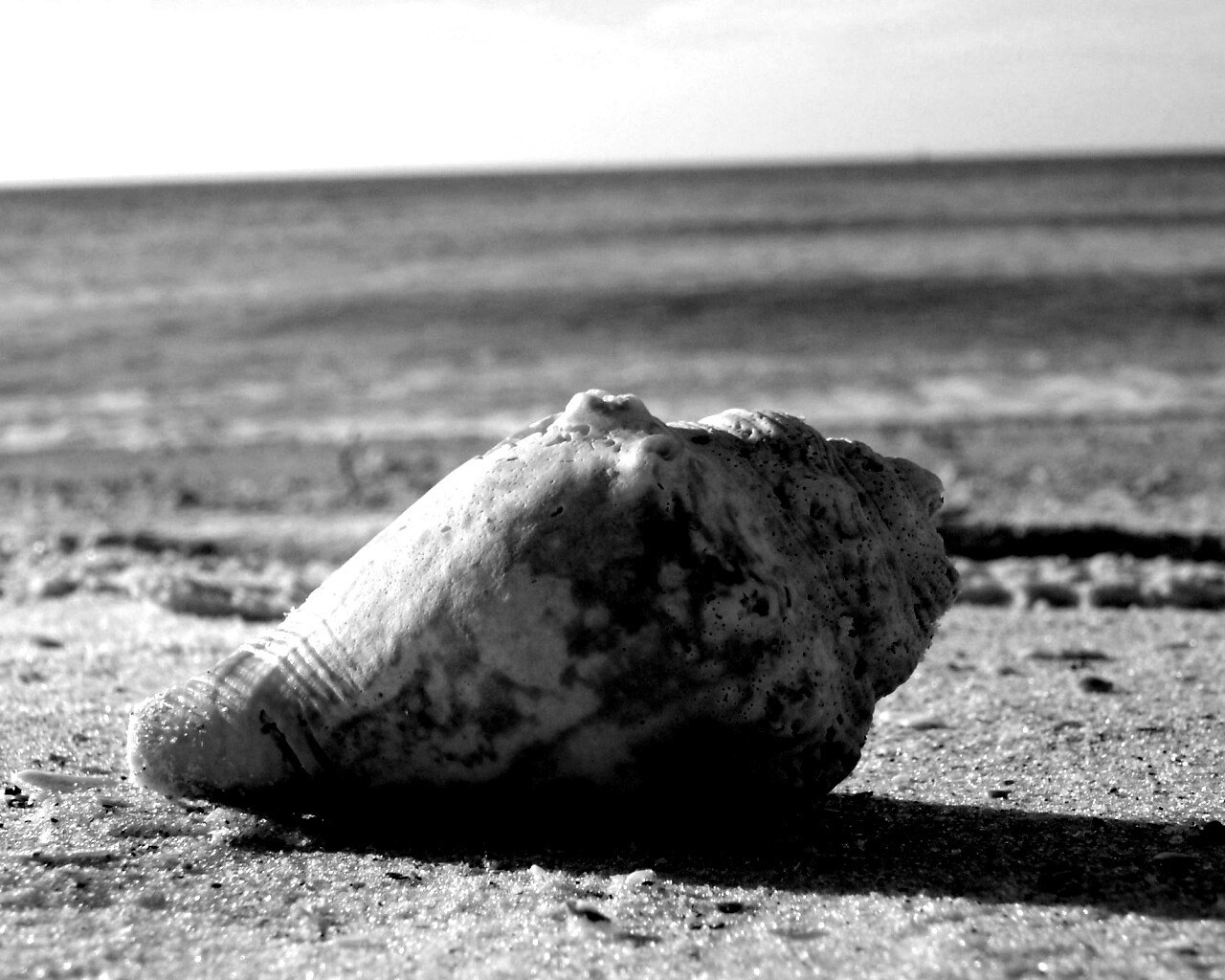 Морская раковина на пляже обои