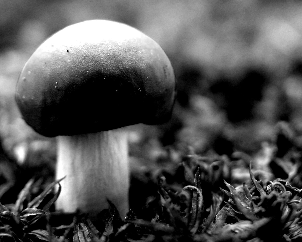 Грибок с красной шапкой обои