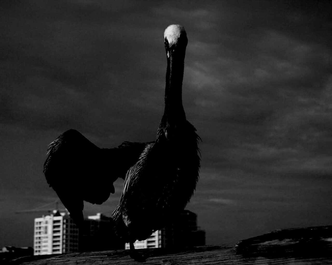 Привет, пеликан! обои