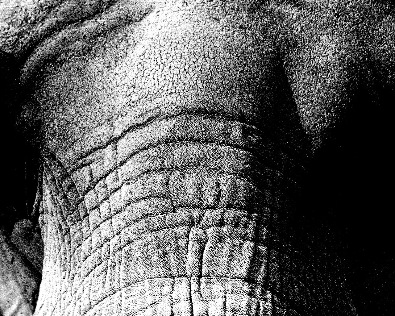 Слонячие глаза обои