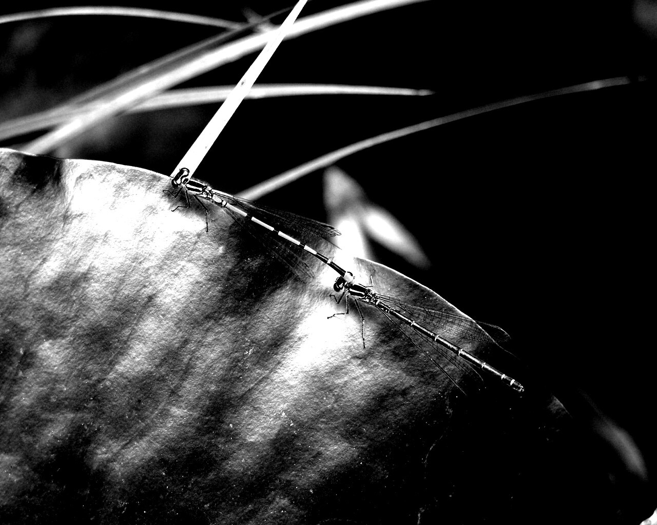 Стрекозы обои