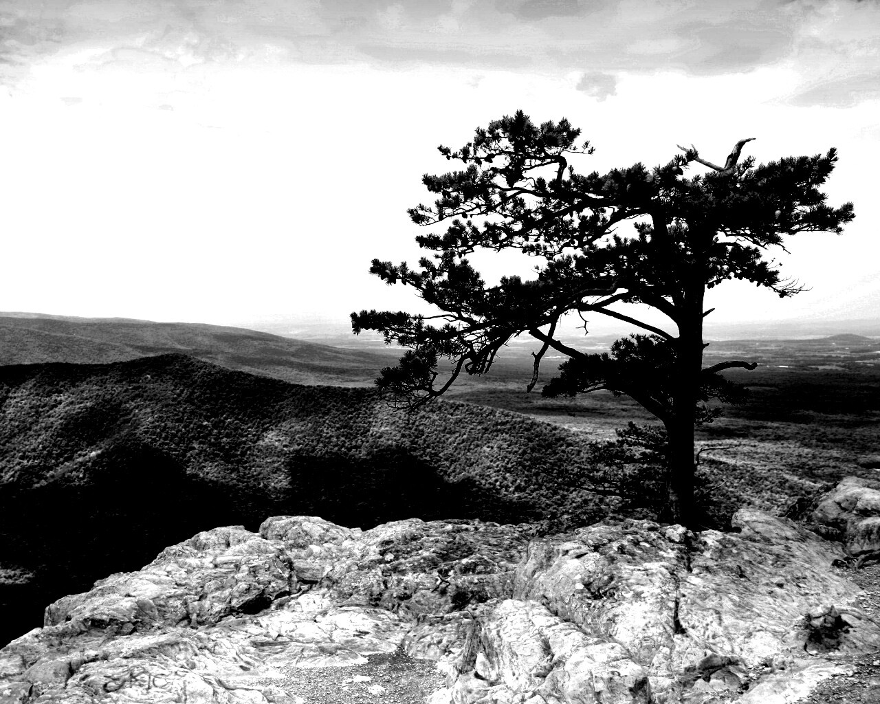 Горное дерево в черно-белых тонах обои