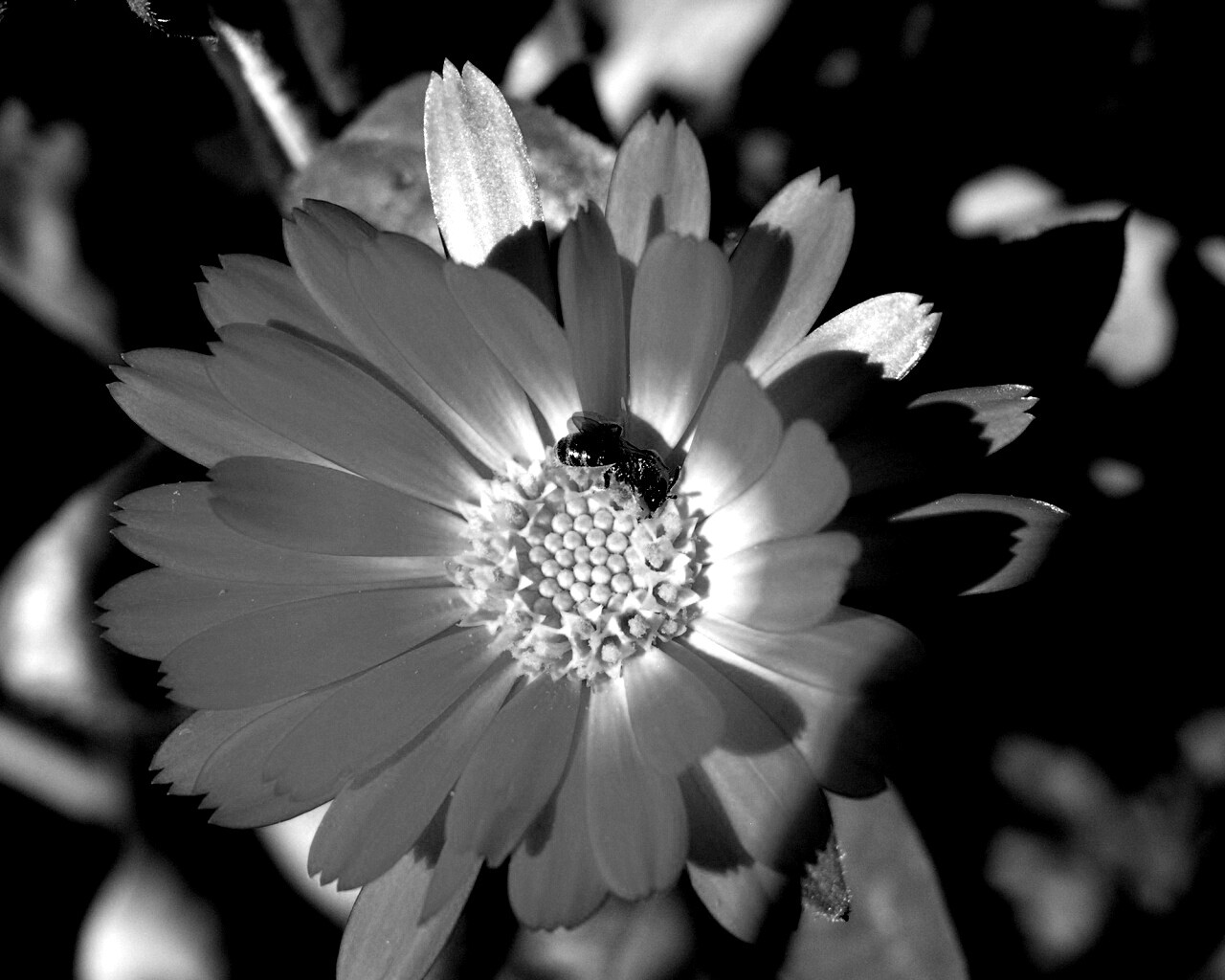 Оса на цветке обои