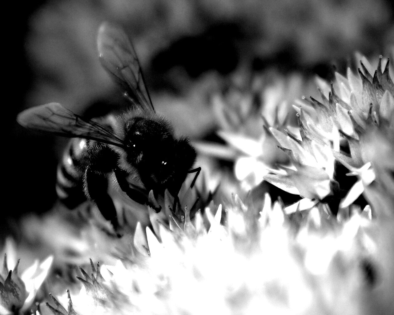 Пчела собирает пыльцу обои