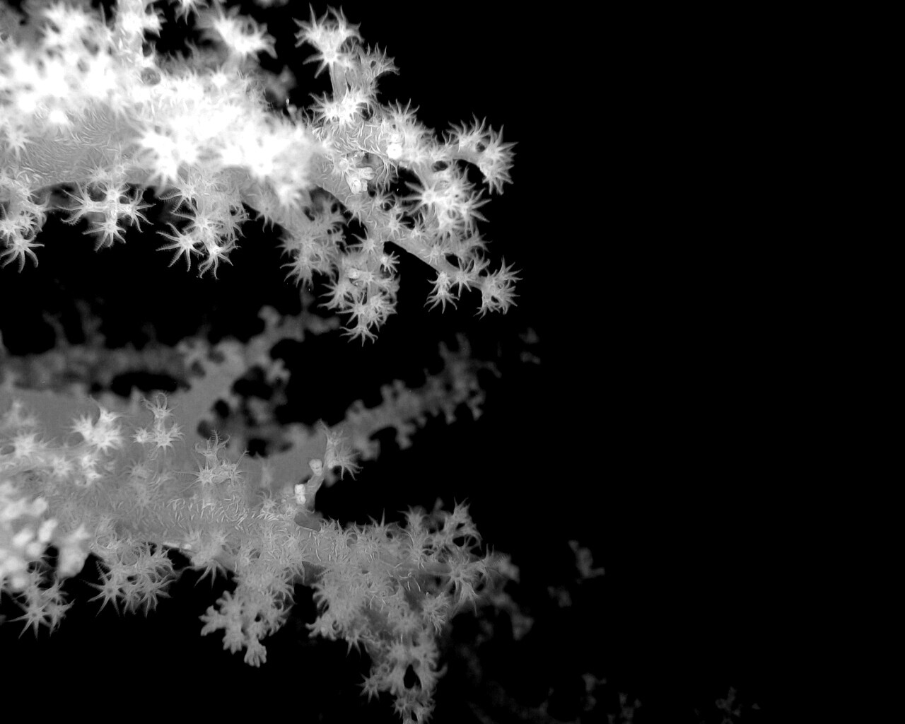 Кораллы обои