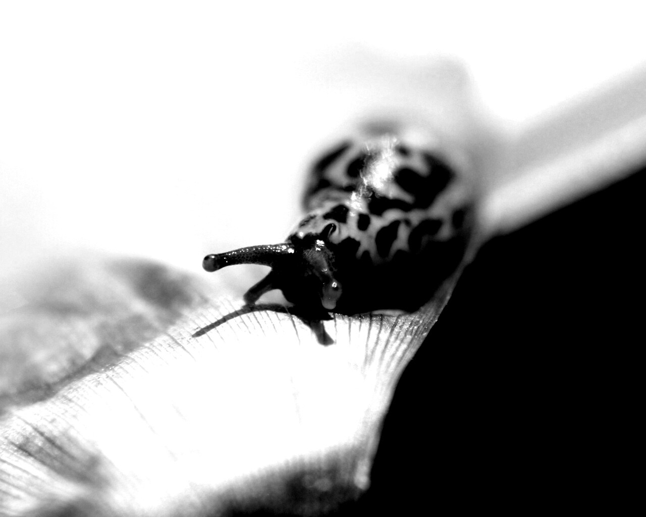 Ползущая улитка обои