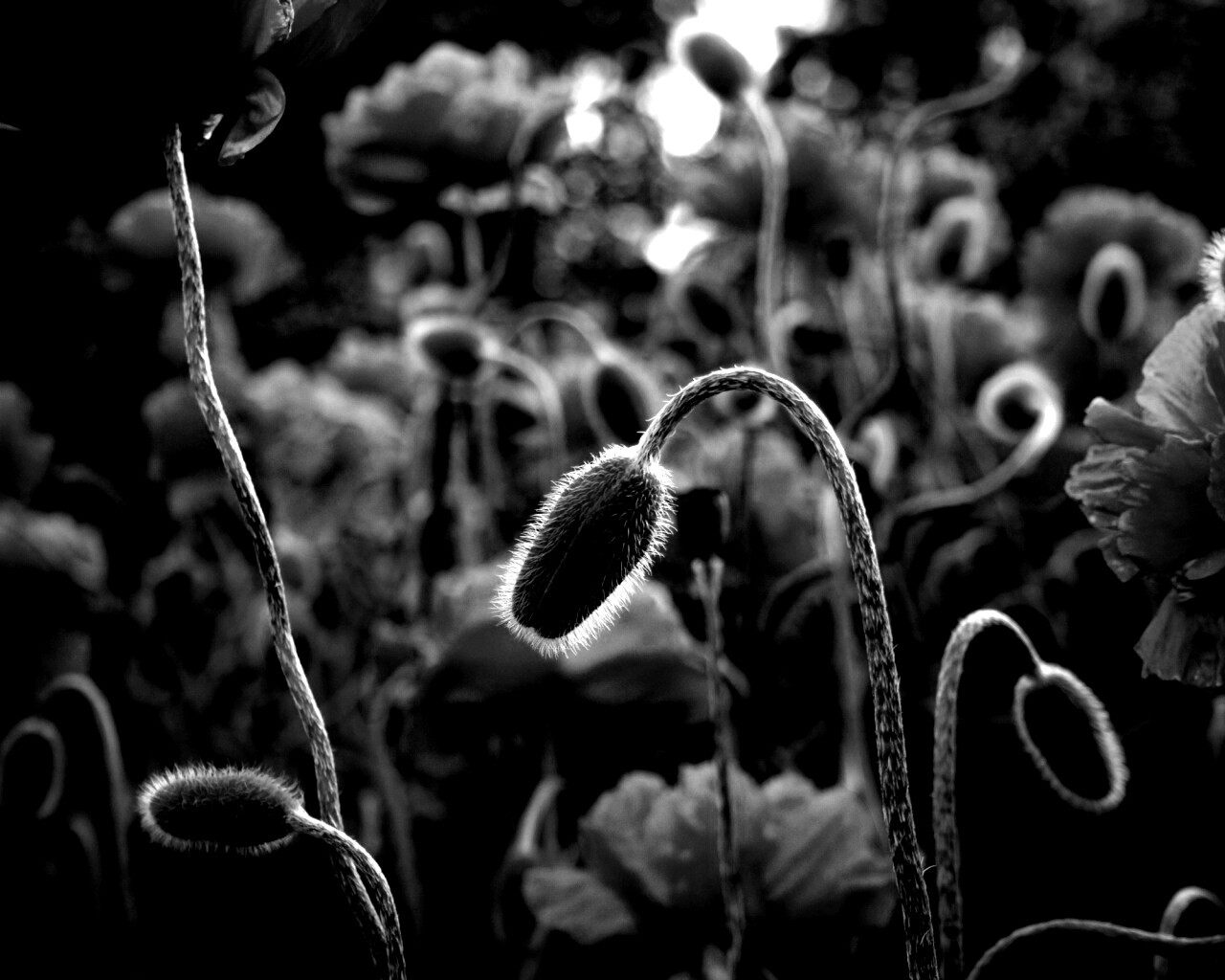 Бутон среди цветов обои