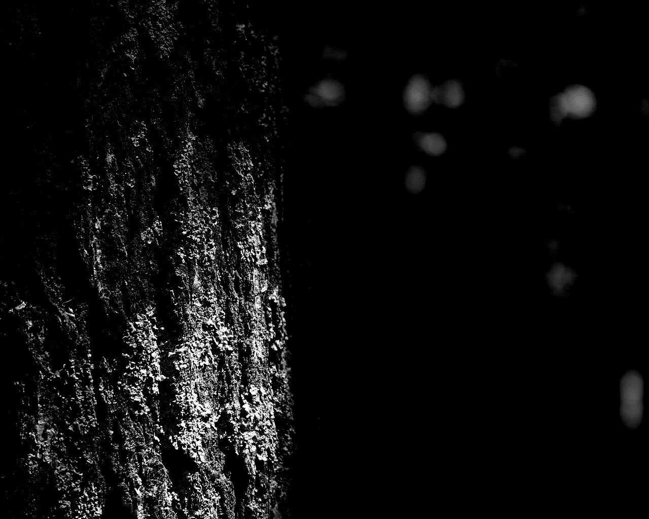 Ствол дерева обои