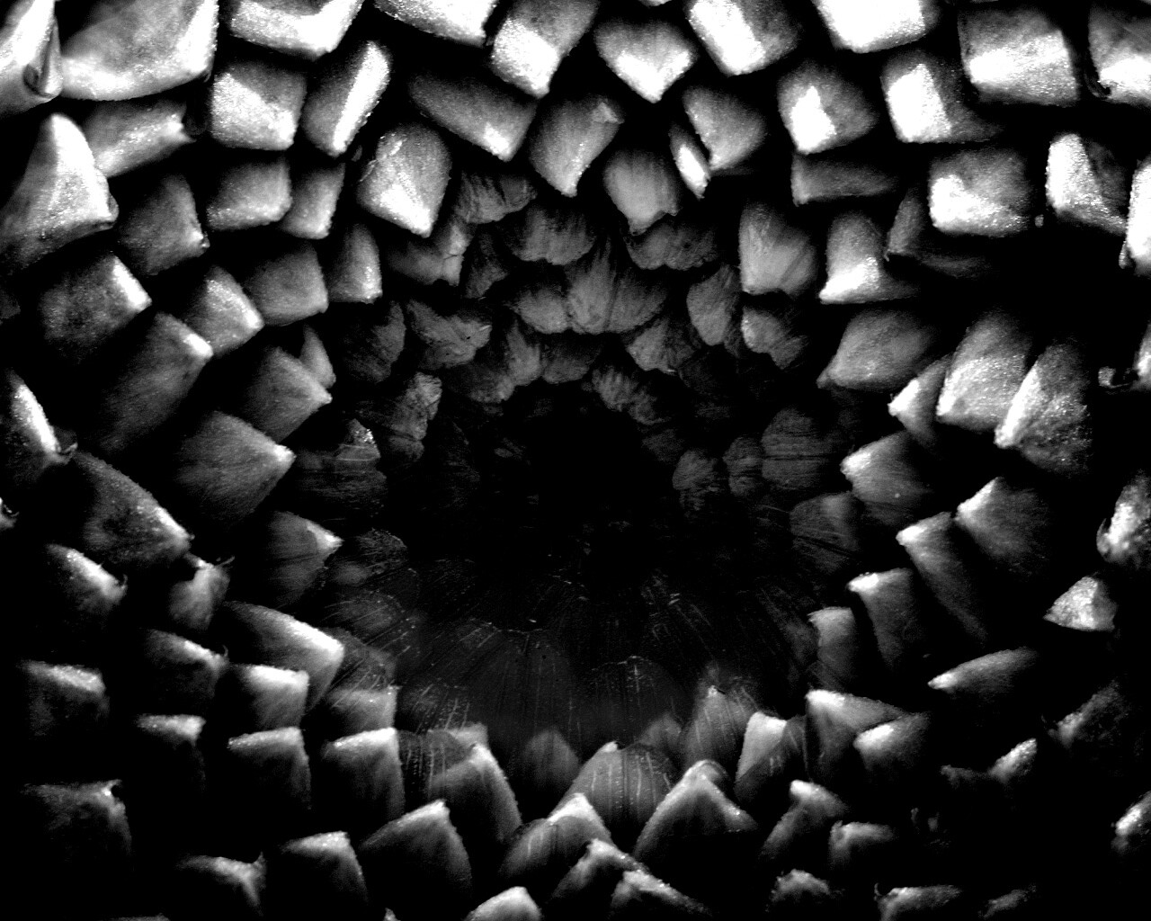 Сердцевина цветка обои