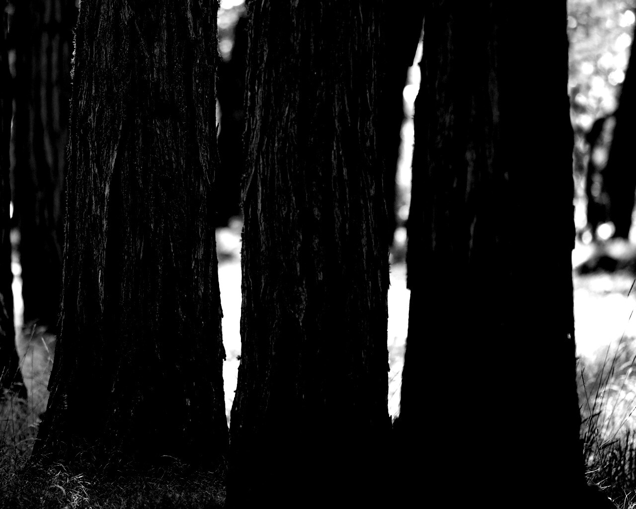 Стволы деревьев  обои