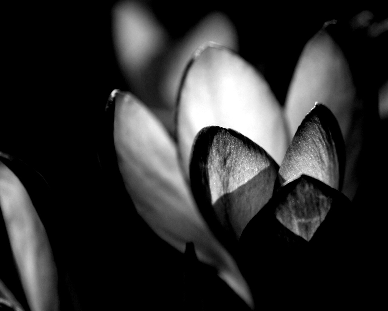 Фиолетовый крокус обои