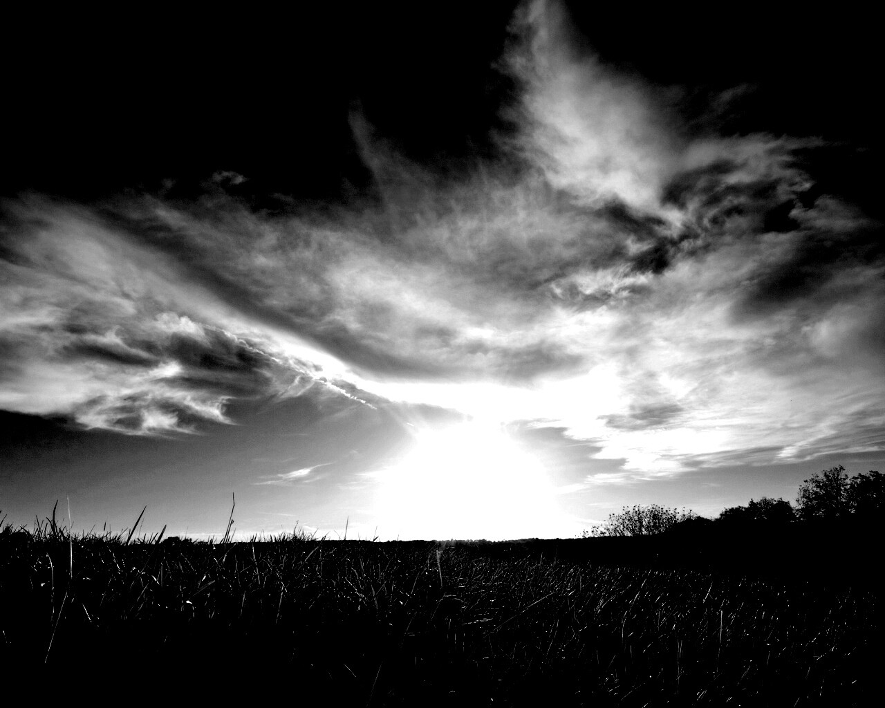 Травяной закат обои