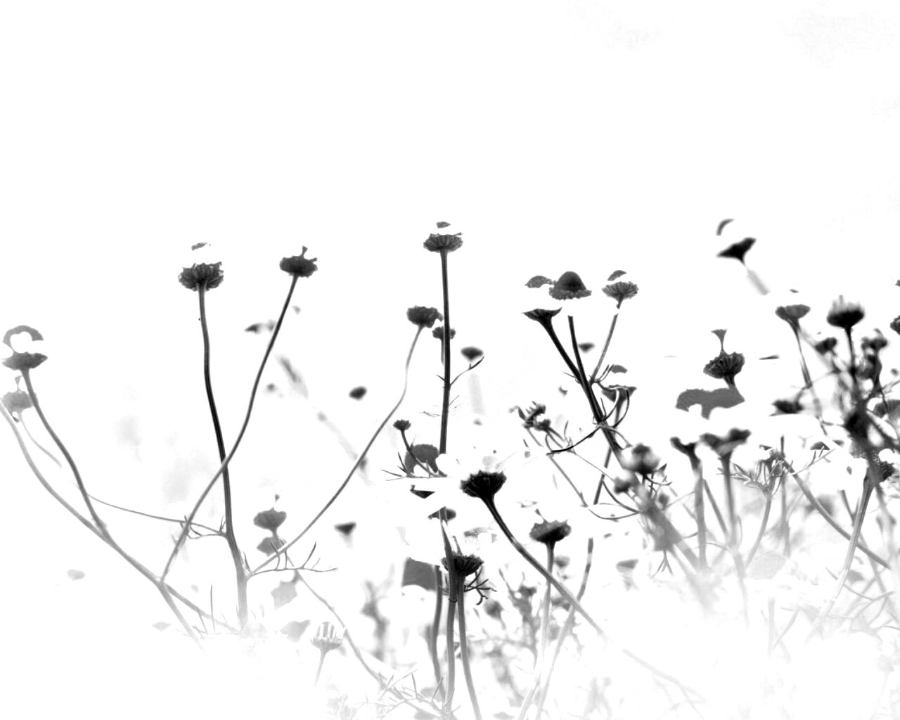 Цветочное лето обои