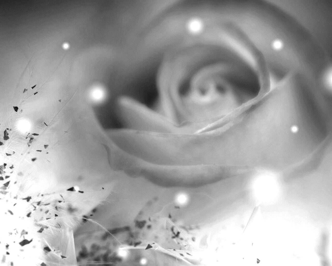 Туманная роза обои