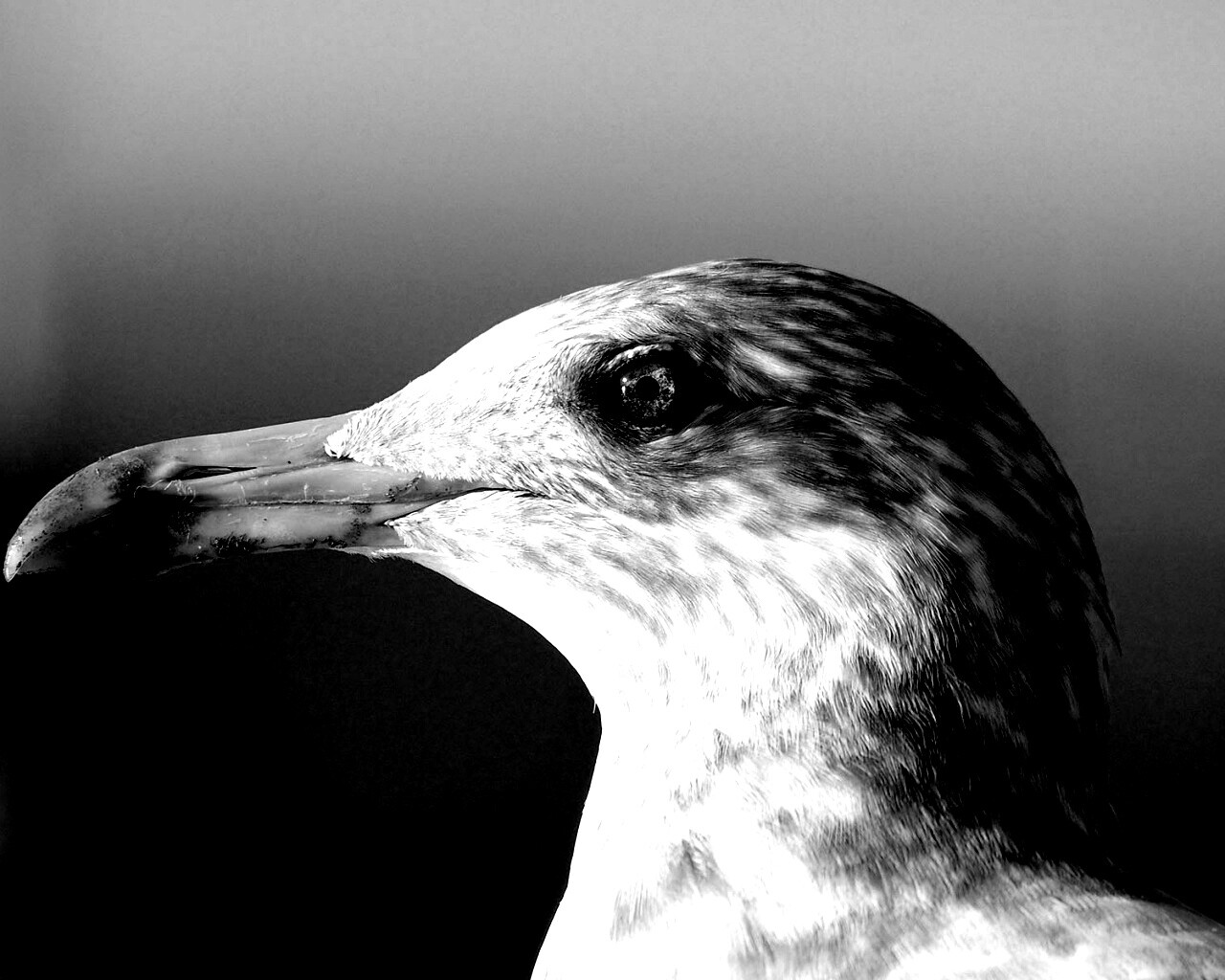 Птичка с длинным клювом обои