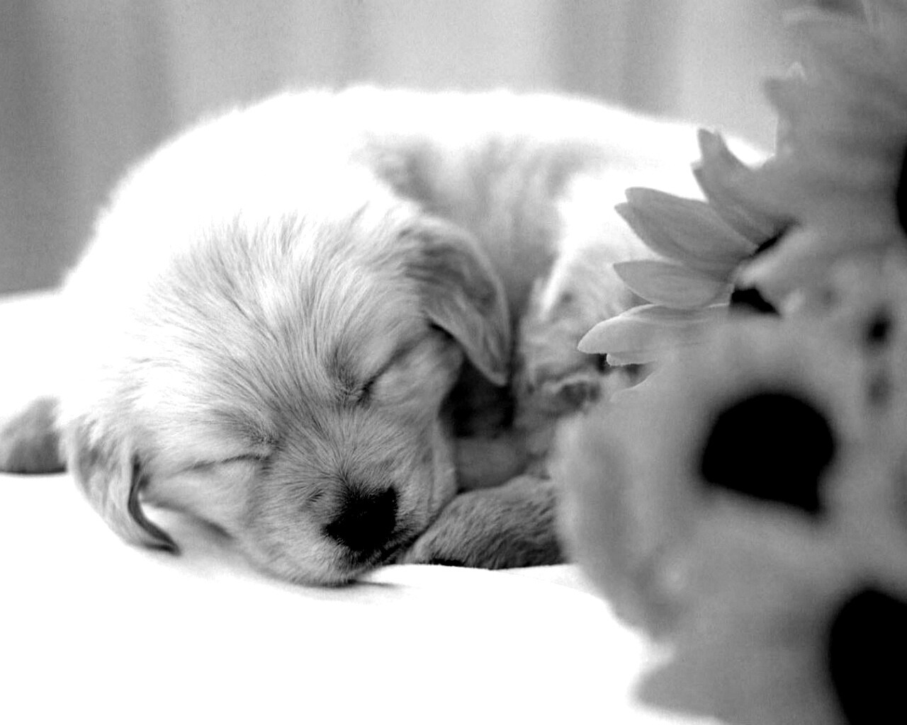 Спящий щенок обои