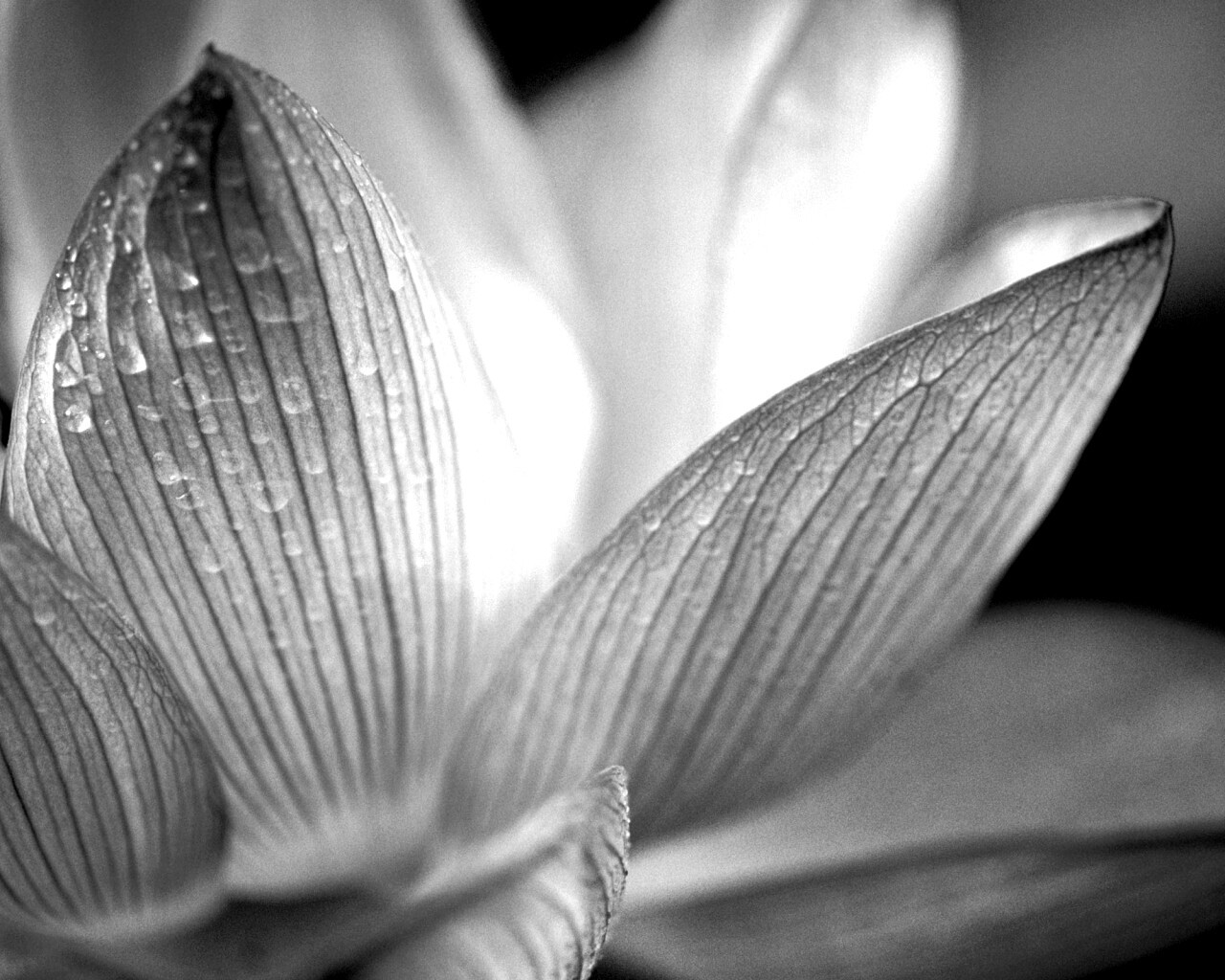 Лепестки цветов обои