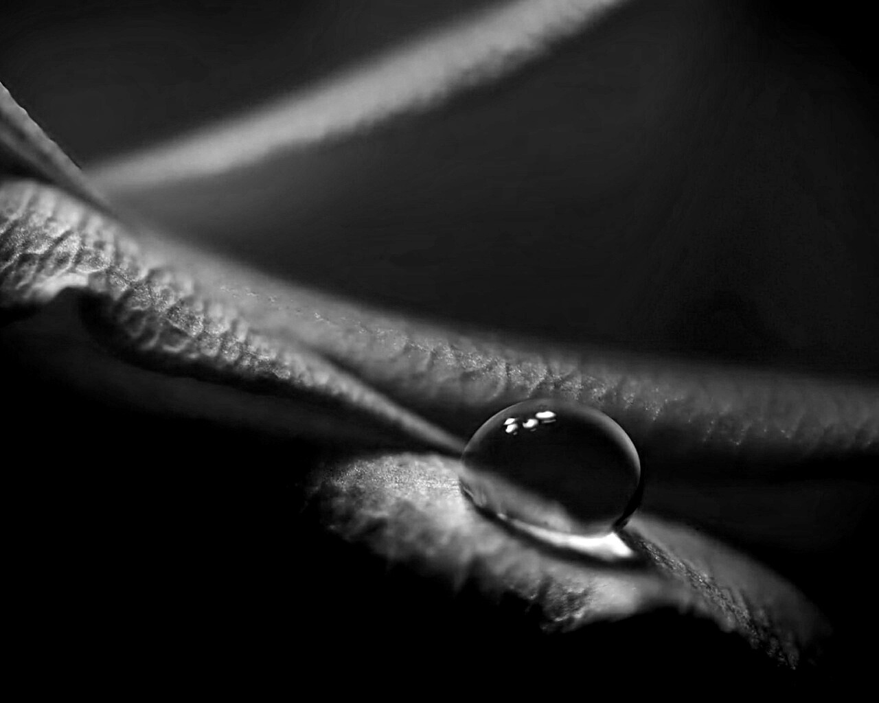 Капелька обои