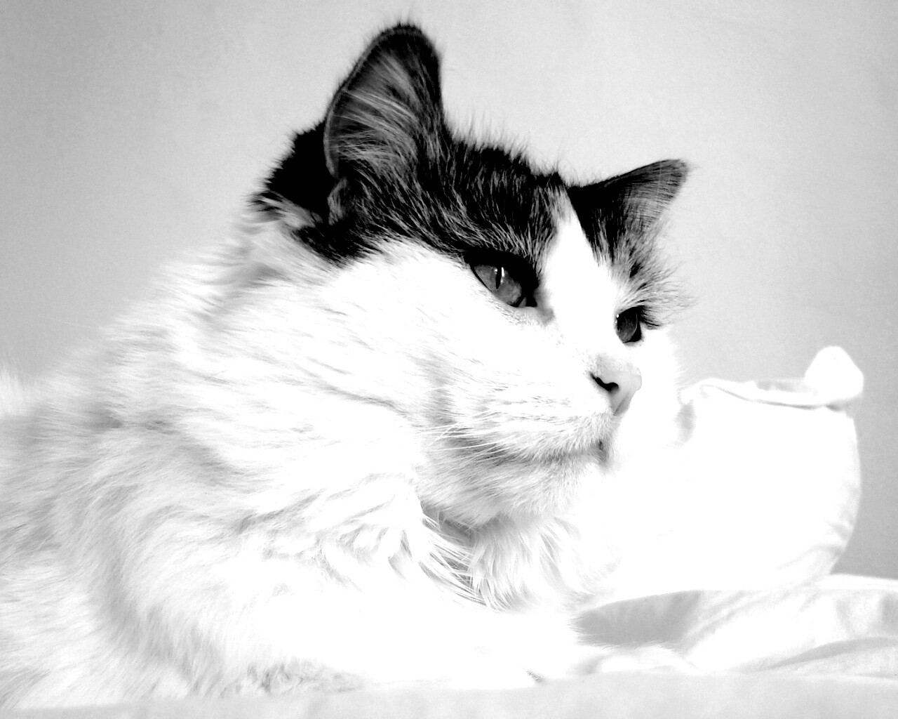 Белый кот с серой макушкой обои