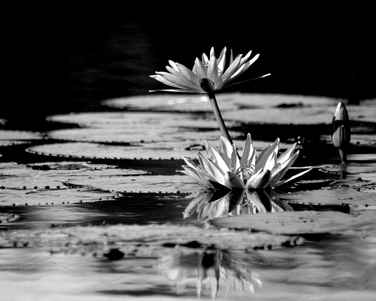 Цветущие кувшинки обои