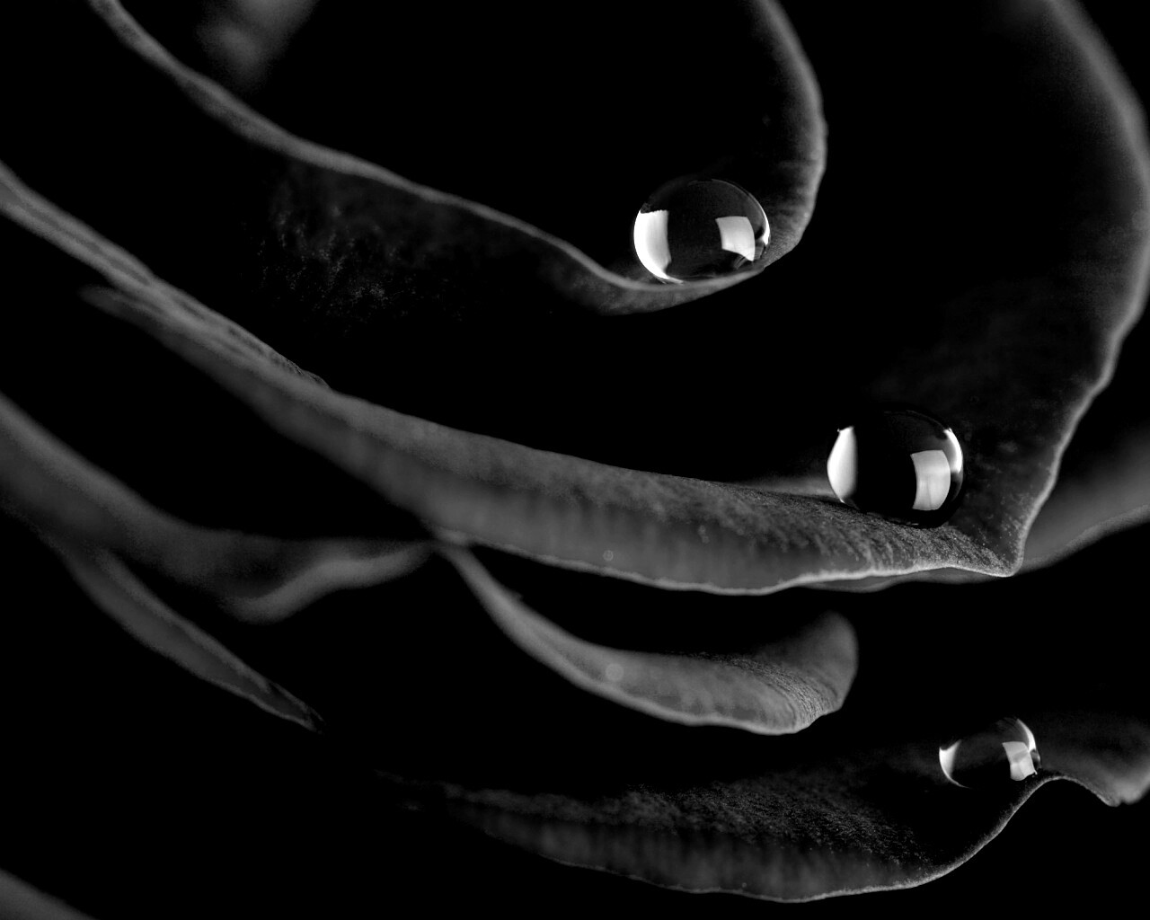 Капли росы на лепестках розы обои