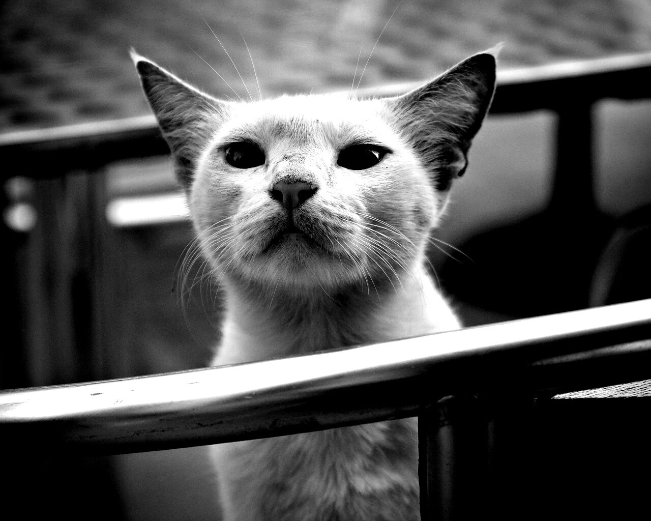 Настороженно принюхивающийся кот обои