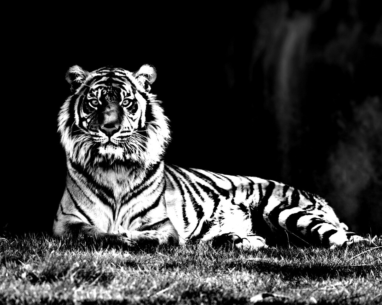 Величественный тигр обои