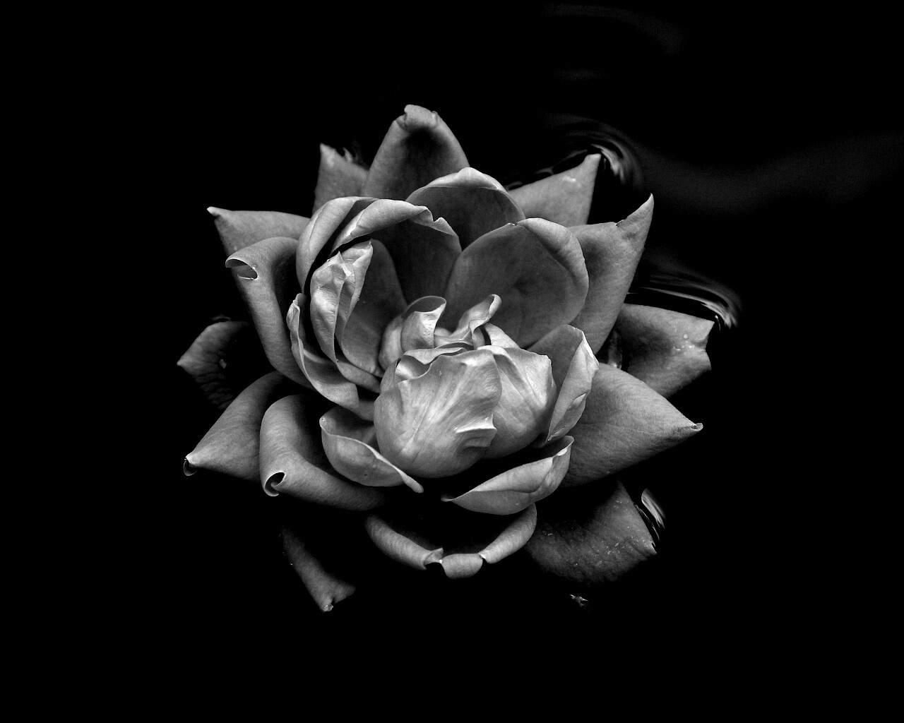 Красивый цветок на воде обои