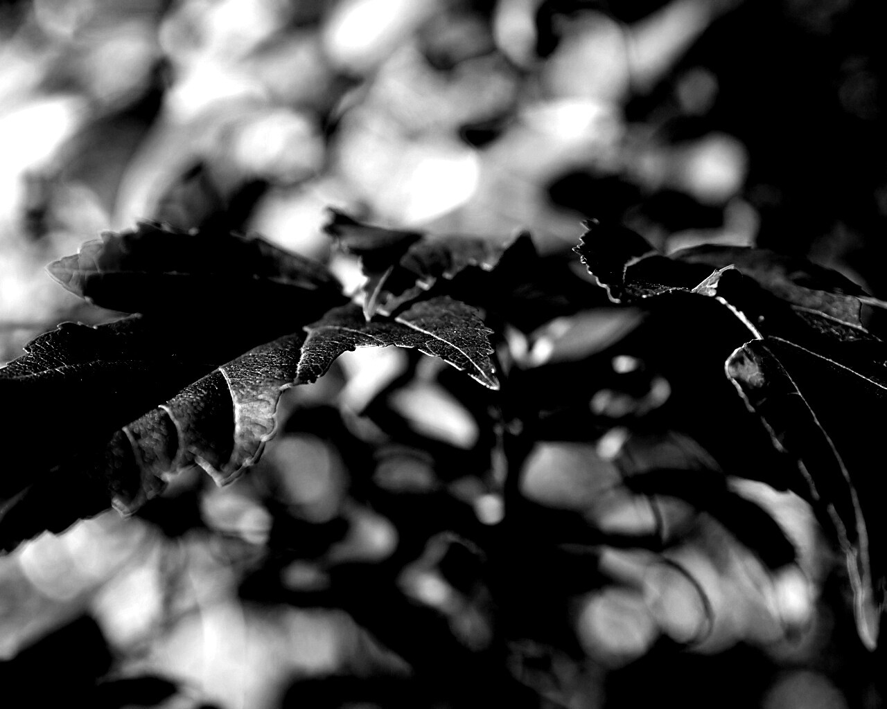 Красивые осенние листья в баговых цветах обои