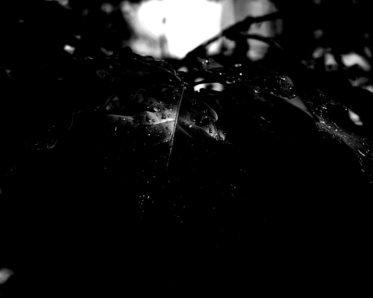 Сочные листья дуба обои