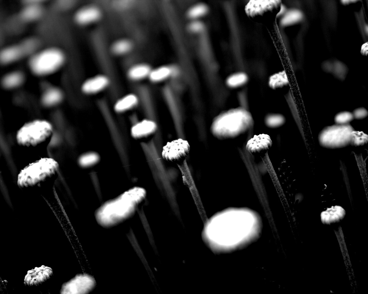 Молодые стебли обои