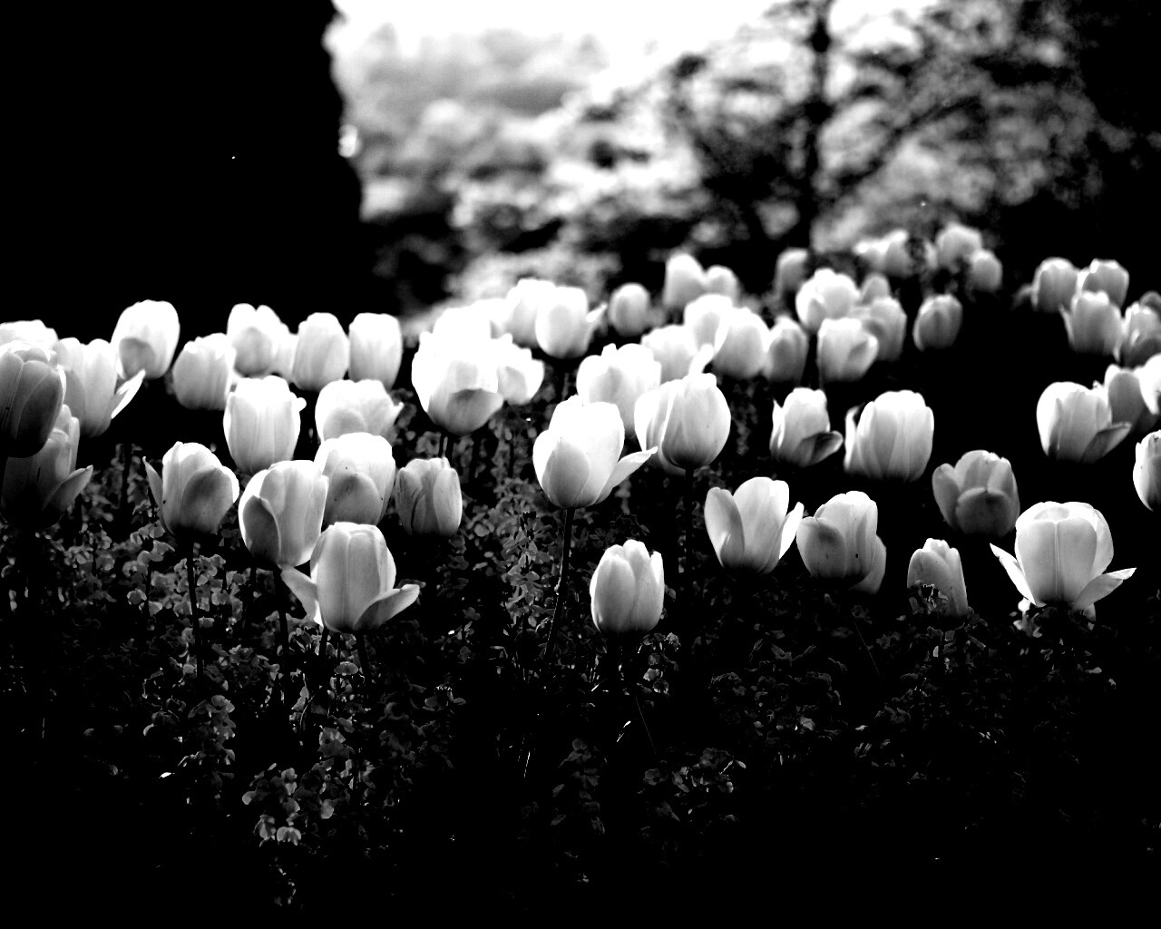 Белые тюльпаны обои